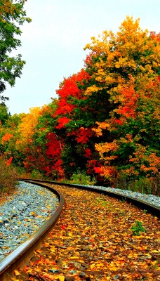 природа рельсы осень листья деревья nature rails autumn leaves trees