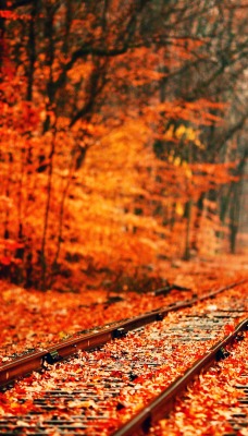 природа листья деревья осень рельсы nature leaves trees autumn rails