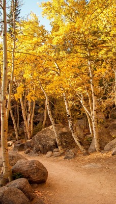 природа осень деревья камни nature autumn trees stones