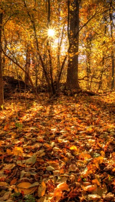 природа осень деревья листья nature autumn trees leaves