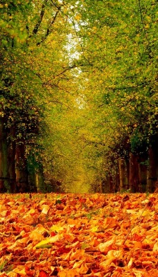 природа деревья осень листья nature trees autumn leaves