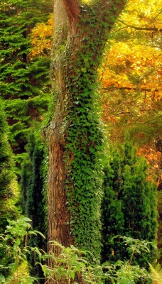 природа деревья осень заросли nature trees autumn thickets