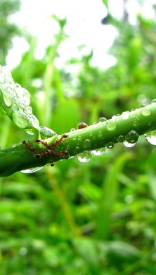 природа ветка калпи вода роса nature branch kalpi water Rosa