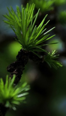 природа ель ветка деревья nature spruce branch trees