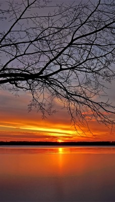 природа деревья озеро солнце закат nature trees the lake sun sunset