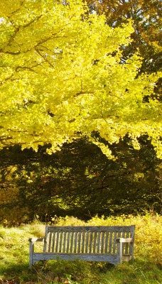 природа деревья листья лавка nature trees leaves shop