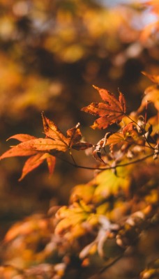 природа деревья листья осень nature trees leaves autumn