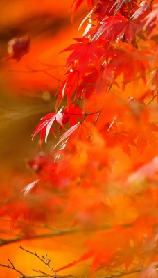 природа осень листья деревья nature autumn leaves trees