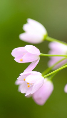 природа белые цветы nature white flowers