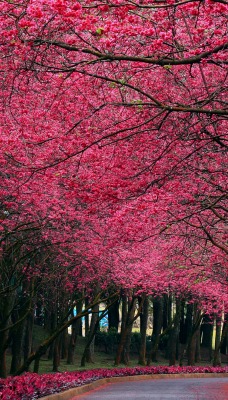 природа деревья лес тропа цветы сакура nature trees forest trail flowers Sakura