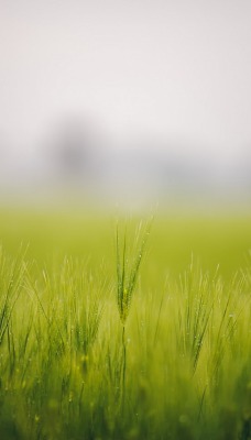 трава макро зелень grass macro greens