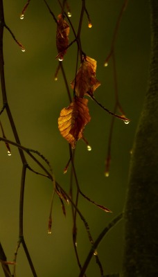 ветви капли branches drops