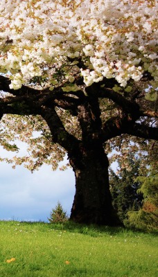 дерево цветение поляна tree flowering glade