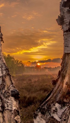 природа березы трава деревья закат nature birch grass trees sunset