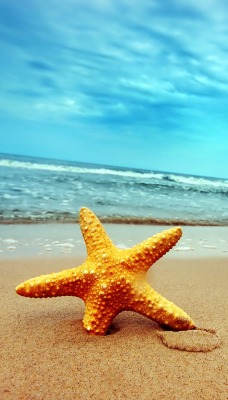 природа морская звезда море пляж nature sea star the beach