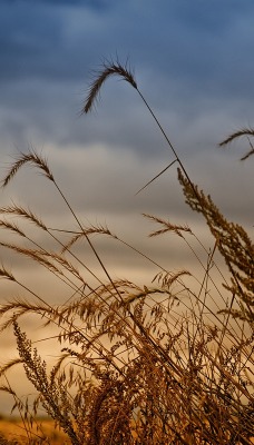 природа колосья трава nature ears grass