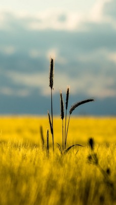 природа поле трава nature field grass