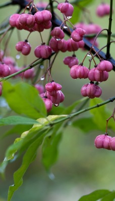 природа ветка деревья nature branch trees