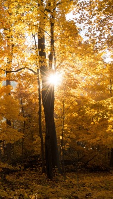 природа деревья лес осень листья nature trees forest autumn leaves