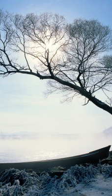 природа деревья река nature trees river