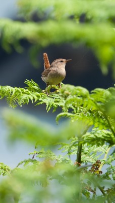 природа животные птицы деревья nature animals birds trees