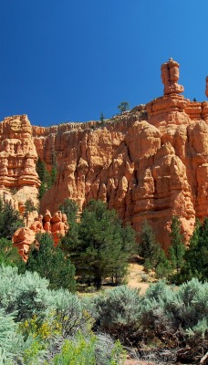 природа скалы деревья nature rock trees