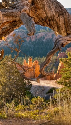 природа деревья лес nature trees forest