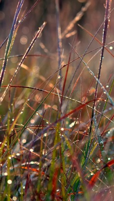 природа трава капли вода роса nature grass drops water Rosa