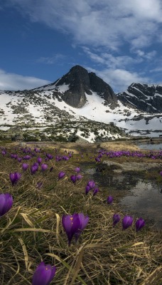 природа горы цветы трава река nature mountains flowers grass river