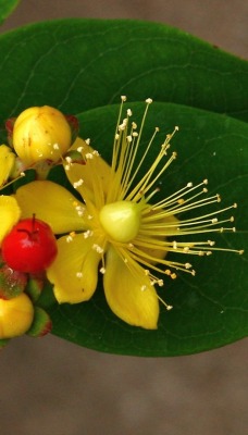 цветок листья flower leaves