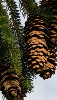 природа деревья шишки nature trees cones