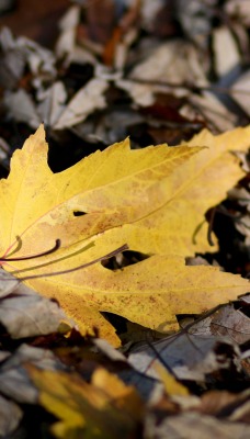 природа лист осень nature sheet autumn