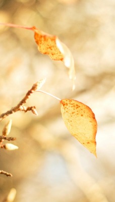 природа деревья листья осень nature trees leaves autumn