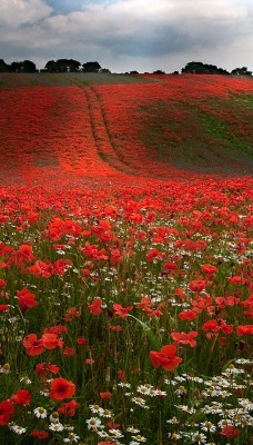 природа поле цветы деревья nature field flowers trees