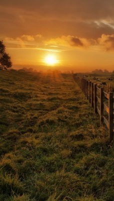 природа забор трава солнце небо nature the fence grass sun sky