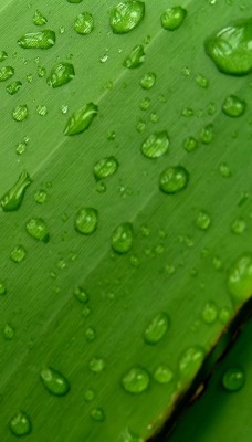 природа роса вода капли макро трава nature Rosa water drops macro grass