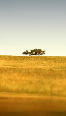 природа поле деревья горизонт nature field trees horizon