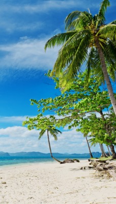 берег пальмы shore palm trees