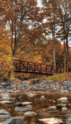 природа камни лес деревья мост река nature stones forest trees the bridge river