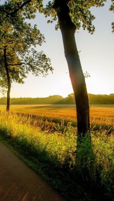 дорога поле лучи road field rays