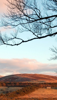 природа деревья облака nature trees clouds