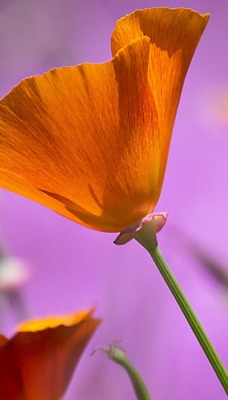 природа цветы красные nature flowers red