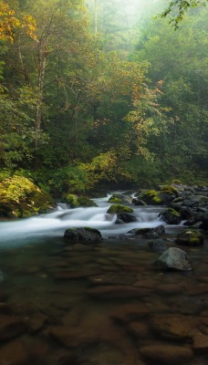 природа деревья река камни nature trees river stones