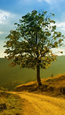 природа деревья небо облака nature trees the sky clouds