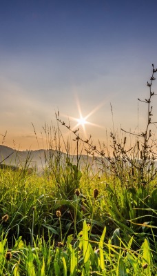 лето трава лучи summer grass rays