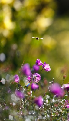 природа цветы трава nature flowers grass