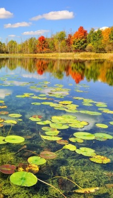 кувшинки озеро lilies the lake