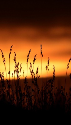 трава закат grass sunset