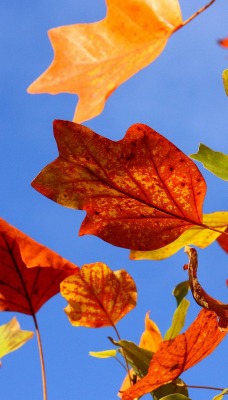 природа листья осень nature leaves autumn