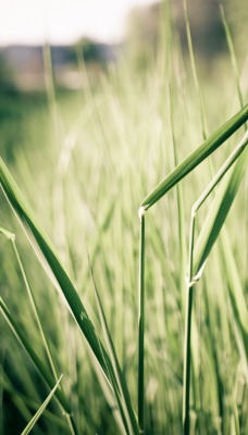 природа трава nature grass